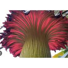 Corpse Flower World's Largest Feet Tall  - Multi - Variant 1 - View 4