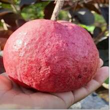Semillas de Guayaba Roja Japonesa, Variedad Tradicional, de Polinización Abierta para Cultivo en Contenedores/Jardín Doméstico - 50 piezas.e.e.ds - Ver 3