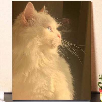 White Cat Sunlight Portrait DIY Oil Painting By Numbers Painting Crafts Adult Home Decoration 40x50cm/16x20inch Holiday Gifts