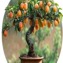 151 Dwarf Peach Tree - Seeds GMO Free Fruits Tree Seed For Small Gardens, Patios, Balconies - 查看 4