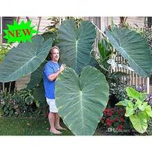 200 Elephant Ear Plant, Colocasia Gigantea, Huge Foliage - Variant 1 - View 7
