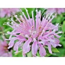 301+WILD BERGAMOT Flower Seeds - Monarda - Native Wildflower - Garden Container Easy - View 1