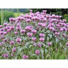 301+WILD BERGAMOT Flower Seeds - Monarda - Native Wildflower - Garden Container Easy - View 2