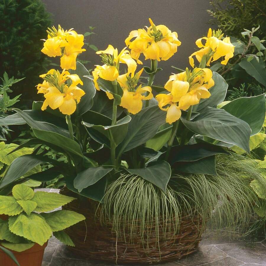 100pcs Yellow Canna Taro Seeds, Excellent Addition To Garden - View 1