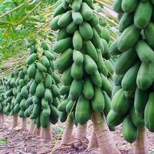 Fruit Tree Seeds--110pcs Dwarf Papaya Seeds For Planting - Non GMO - View 3