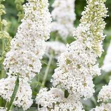188Pcs Flower Seeds, Suitable For Outdoor Planting - View 2