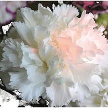 175Pcs White Carnation Flower Seeds - View 4