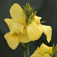 100pcs Yellow Canna Taro Seeds, Excellent Addition To Garden - View 4