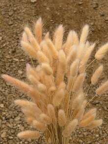 Champagne-colored Rabbit Tail Grass