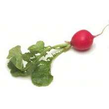 Recommend 500 CHAMPION RADISH Sweet Scarlet Red Raphanus Sativus Root Vegetable Seeds - View 5