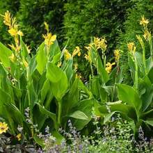 100pcs Yellow Canna Taro Seeds, Excellent Addition To Garden - View 6