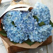 70pcs Blue Hydrangea Seeds For Planting - View 3
