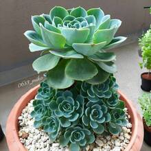 269 Succulent Plant  Set Indoor And Outdoor Cold Resistant Perennial Plants Full Day Gardening Wedding Plant Enthusiasts Succulent Beginner Set - 269 - 查看 1