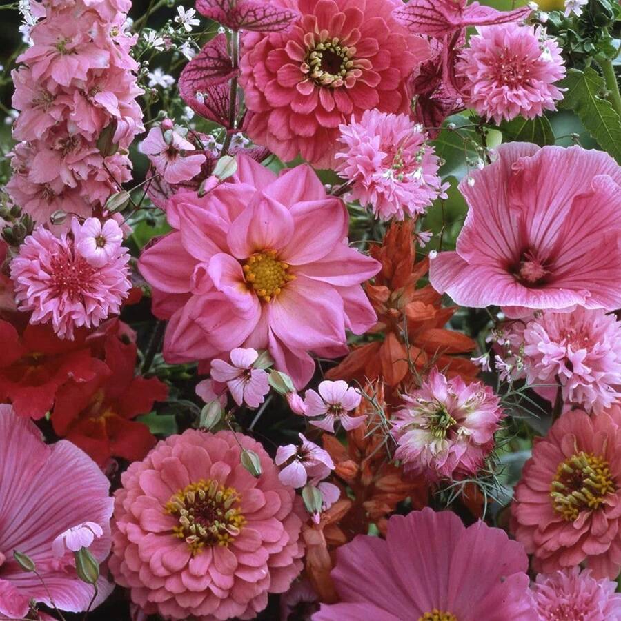 Outsidepride Pink Wild Flower Seed Mix - 400pcs Seeds - View 1