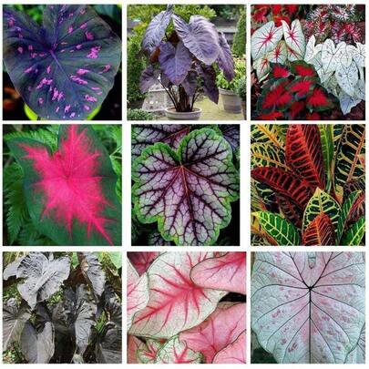 200pcs Changsheng Leaf  Plant Potted Flower  Pack – Easy-To-Grow Selection To Add Endless Color To Your Home