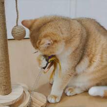 1件套坚固耐抓猫抓柱和逗猫棒玩具，28厘米大尺寸稳定底座，耐用剑麻绳，非常适合猫咪日常玩耍和磨爪。 - 46.5*28 - 查看 7