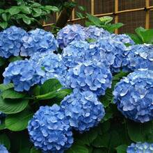 70pcs Blue Hydrangea Seeds For Planting - View 2