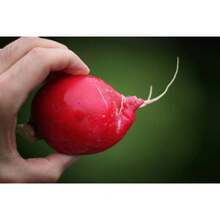 Recommend 500 CHAMPION RADISH Sweet Scarlet Red Raphanus Sativus Root Vegetable Seeds - View 1