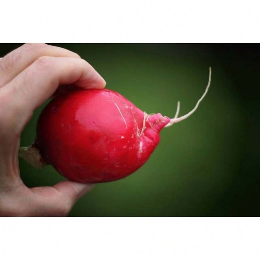 Recommend 500 CHAMPION RADISH Sweet Scarlet Red Raphanus Sativus Root Vegetable Seeds - View 1