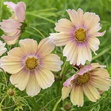 159Pcs Mixed Large Star Flower Seed Garden Planting - View 4