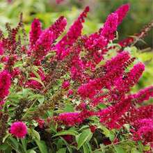 188Pcs Flower Seeds, Suitable For Outdoor Planting - View 3