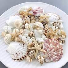 Approx. 100pcs/Box Natural Seashells - Suitable For DIY Jewelry Making, Aquarium Decoration, Bathroom Decor, Party Candles, Wedding Decoration, Handicrafts - 1 Box - View 4