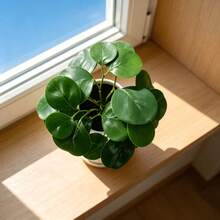Artificial Pilea Plant In Pot, Faux Green Indoor Plant For Modern Home Office Decor Scandinavian Faux Green Plant, Artificial Pilea Decor For Farmhouse Shelf Coffee Table Styling - Green - View 4