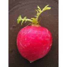 Recommend 500 CHAMPION RADISH Sweet Scarlet Red Raphanus Sativus Root Vegetable Seeds - View 2