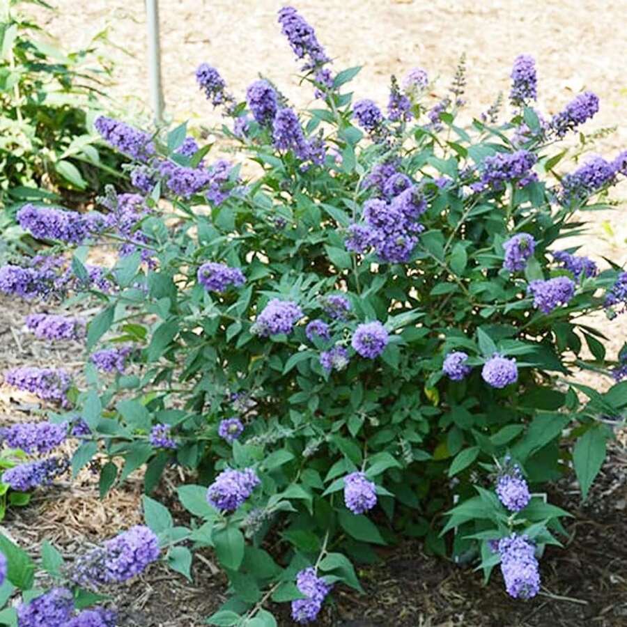 188Pcs Flower Seeds, Suitable For Outdoor Planting - View 1