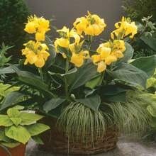 100pcs Yellow Canna Taro Seeds, Excellent Addition To Garden - View 7