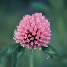 125pcs Of Bright Red Clover Seeds - View 3