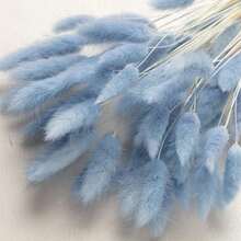 Grey-blue Rabbit Tail Grass