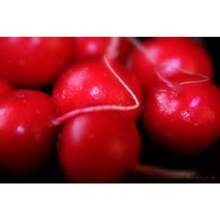 Recommend 500 CHAMPION RADISH Sweet Scarlet Red Raphanus Sativus Root Vegetable Seeds - View 3