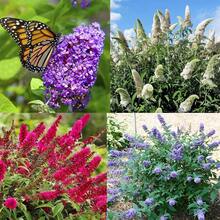 188Pcs Flower Seeds, Suitable For Outdoor Planting - View 6