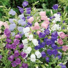 393 Flower Seeds+ Biennial Campanula  Bells Flower Seeds For Planting - 查看 2