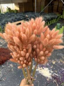 Light Reddish-brown Rabbit's Tail Grass