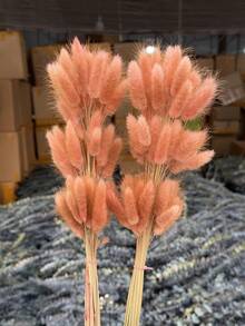 30-240支 44cm 人造兔尾草，家居裝飾人造兔尾草莖，適用於波希米亞風格花藝布置、DIY手工藝、居家廚房與婚禮裝飾、聖誕裝飾、感恩節裝飾、DIY花環裝飾 - 淺紅棕兔尾草 - 查看 5