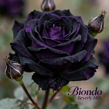 Black  – 300 Pieces To Grow Dark, Rich Roses With A Unique Beauty That Will Add Drama And Sophistication To Your Garden - 1 pack - 查看 1