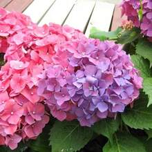 300 Pcs/Bag Hydrangea Seeds Neutral N - View 3