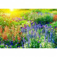 Wildflower Seeds, Rare Mixed Flower Seeds - Suitable For Courtyard Garden Planting, Suitable For Beginners, Strong Adaptability, Fast Growth, And Low Maintenance Costs. - 查看 3