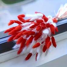 Red and White Rabbit Tail Grass