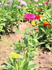 20入 37cm/14.56in 室內植物支撐桿，盆栽攀爬植物格柵，綠色植物園藝攀爬架，防傾斜支撐桿，適用於幼苗、番茄、花卉、蔬菜、玫瑰，園藝配件，園藝愛好者必備 - A - 查看 6