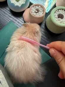 Lược chải lông mini cho thú cưng, lược gỡ rối lông cho chuột hamster, chuột cống và thỏ. - Xem 14
