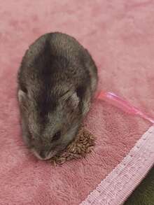 Lược chải lông mini cho thú cưng, lược gỡ rối lông cho chuột hamster, chuột cống và thỏ. - Xem 5