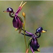 Semillas de Orquídea Blanca, Semillas de Orquídea Flying Duck - Semillas Premium para Cultivo en Casa -  por Tiempo Limitado - Ordene Ahora - 50 unidades/semillas - Ver 1