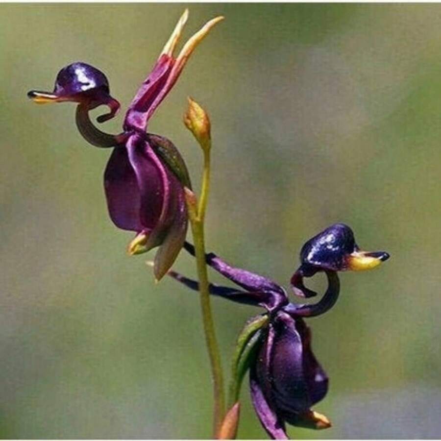 Semillas de Orquídea Blanca, Semillas de Orquídea Flying Duck - Semillas Premium para Cultivo en Casa - por Tiempo Limitado - Ordene Ahora - 50 unidades/semillas - Ver 1