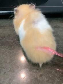 Lược chải lông mini cho thú cưng, lược gỡ rối lông cho chuột hamster, chuột cống và thỏ. - Xem 7