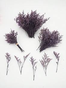 Erba amante viola