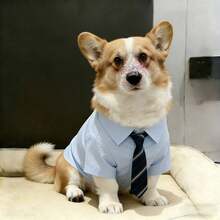 一件小型/中型犬衬衫，轻薄透气的纯棉面料，适合贵宾犬、比熊犬、博美犬、雪纳瑞犬、约克夏梗犬、柯基犬幼犬及成犬。复古翻领设计，纯色/格子/条纹可选，柔软亲肤，宽松舒适，方便穿脱。做工精细，经久耐穿，不易变形，适合居家、散步、派对、拍照、生日等场合。百搭时尚宠物服装，轻薄透气，四季皆宜。 - 淺藍色 - 查看 7