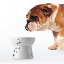 NECOICHI Raised Dog Food Bowl - Cuenco de comida - Ver 9